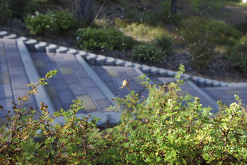Autumn spider (Angulate orbweavers from Araneus genus) on the spider web in the garden.