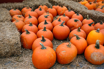 Pumpkins for sale