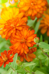 beautiful Close up of Vibrant Orange Zinnia Flower in the garden