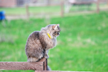 Cat sitting on wooden fence