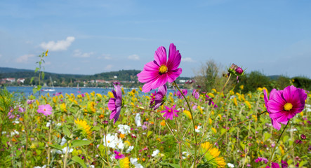 Landschaft im Sommer: Bunte Blumenwiese mit Sonnenblumen und Kosmeen  am Bodensee an einem warmen,...
