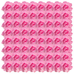 Obraz premium Pink Desert rose flower on white