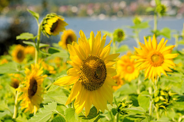 Landschaft im Sommer: Sonnenblumenfeld am Bodensee an einem warmen, schönen Sommertag :)