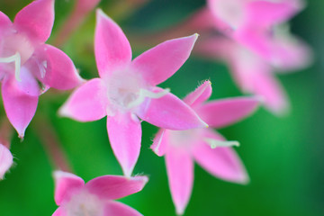 Macro background tiny pink flowers