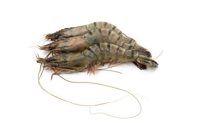 tiger shrimp