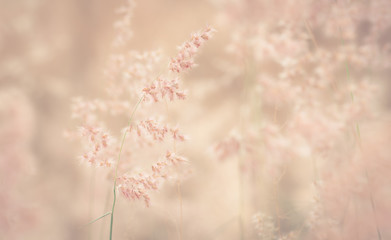 Soft focus Grass flower