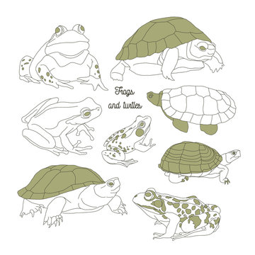 Set with frogs and turtless