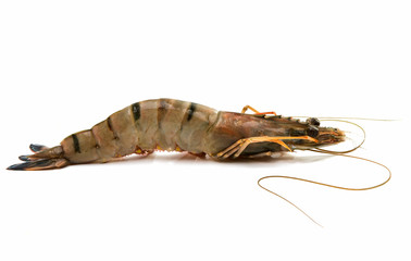 tiger shrimp