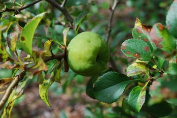 Chaenomeles japonica green fruit. Decorative plants for landscaping.