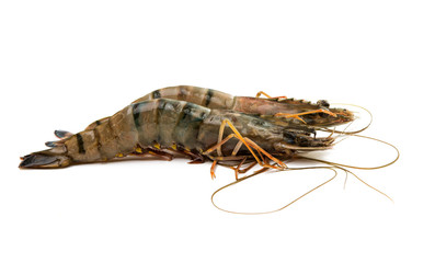 tiger shrimp