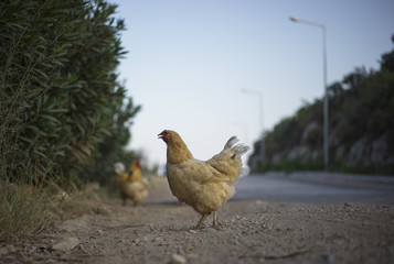 Chickens crossing the road