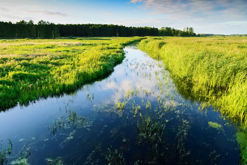 Paysage d& 39 été avec la rivière Jegrznia et la végétation des marais à proximité du parc national de Biebrza. Région Podlaskie, nord-est de la Pologne.