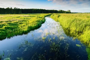 Papier Peint photo Rivière Paysage d& 39 été avec la rivière Jegrznia et la végétation des marais à proximité du parc national de Biebrza. Région Podlaskie, nord-est de la Pologne.