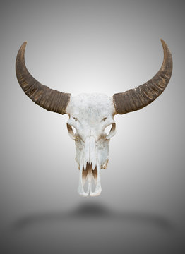 Buffalo skull and horn with clipping path.