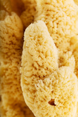 Background of natural sea sponge