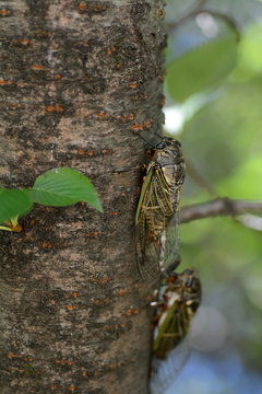 Two Japanese cicada-Cryptotympana facialis- are perched on cherry stem in July.