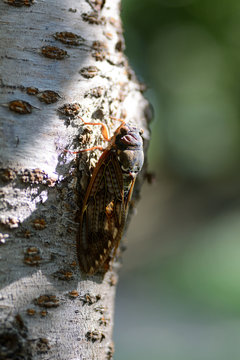 A kind of large brown cicada-Graptopsaltria nigrofuscata- is perched on cherry stem in August