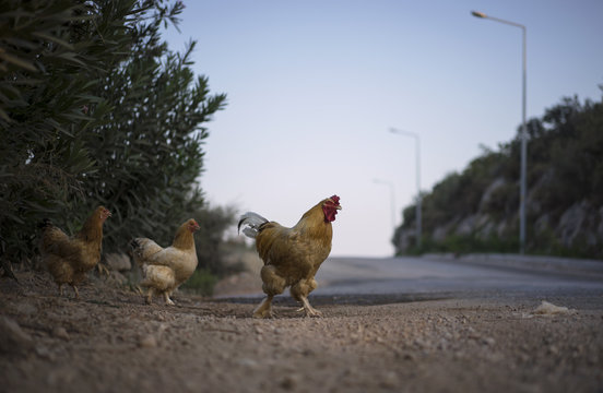 Chickens crossing the road