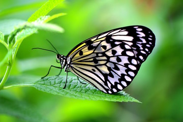 The Paper Kite, Rice Paper, or Large Tree Nymph butterfly (Idea