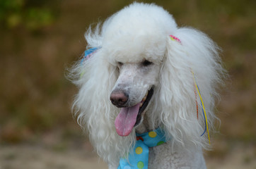 Groomed Standard Poodle with a Big Pink Tongue
