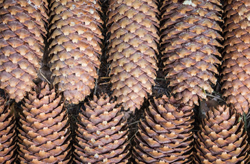 Spruce cones - background.