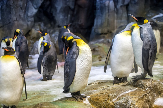 Group of King Penguin