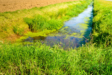 Polder ditch in summer