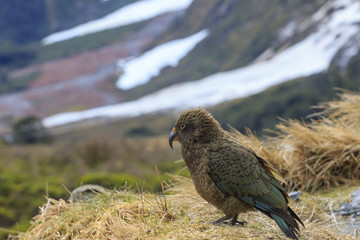 kea bird new zealand natural wild