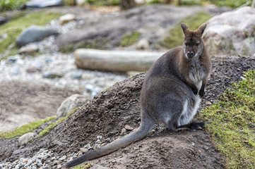 Red necked wallaby