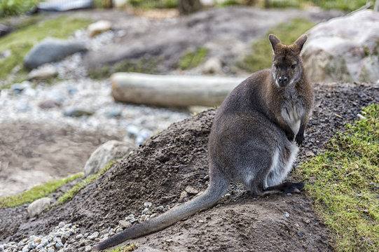 Red Necked Wallaby