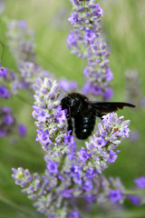 schwarze Holzbiene auf Lavendel