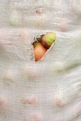 full dirty and torn plastic sack of apples