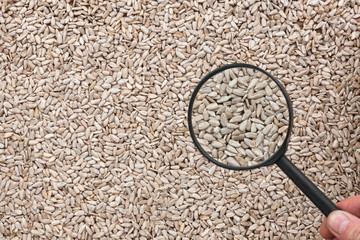 Man studies the sunflower seeds through a magnifying glass