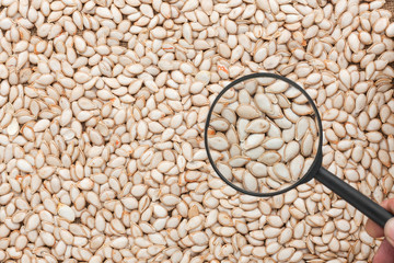 Man studies the pumpkin seeds through a magnifying glass