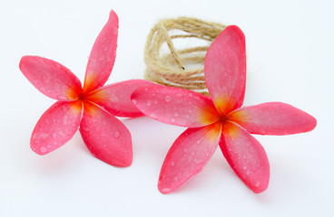Pink plumeria flower isolated. Plumeria flower. Plumeria flower on white background.