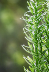 Fresh rosemary on blurred natural background, selective focus