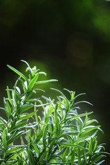 Fototapeta na wymiar Fresh rosemary on blurred natural background, selective focus