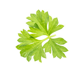 Close-up of parsley isolated on white background