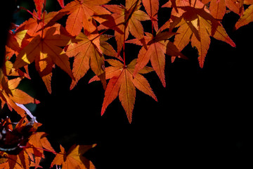 red maple in autumn leaves , KYOTO, JAPAN
