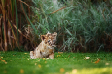 Young lion cub in the wild