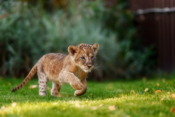 Obraz premium Młode lwiątko na wolności