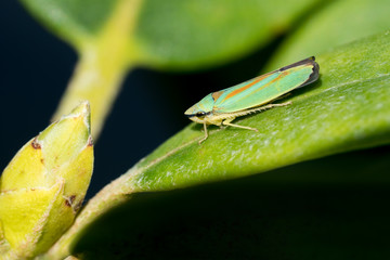 Rhododendron leafhopper sitting on a rhododendron leaf seen from the side with a bud in the frame too