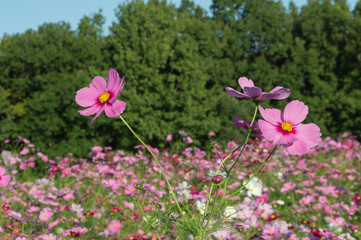 Cosmos Flowers 