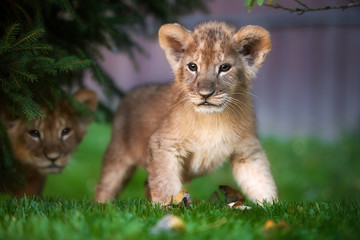 Portrait Of A Lion Cub
