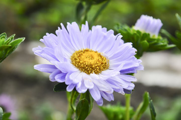 Obraz premium красивые летние цветы астра