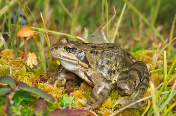 European common brown frog (Rana temporaria) on the Alps with a mushroom on the background
