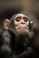 Close-up of a Chimpanzee looking at the camera