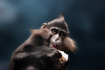 Close-up of a Chimpanzee looking at the camera