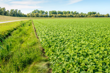 Young Green Bean plants in de Dutch polder landscape
