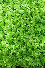 Green fern background